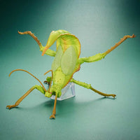 Banpresto Entomology Realistic Insect Figures - FIHEROE.