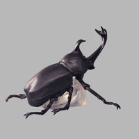 Banpresto Entomology Realistic Insect Figures - FIHEROE.