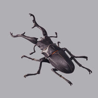 Banpresto Entomology Realistic Insect Figures - FIHEROE.