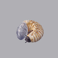 Banpresto Entomology Realistic Insect Figures - FIHEROE.